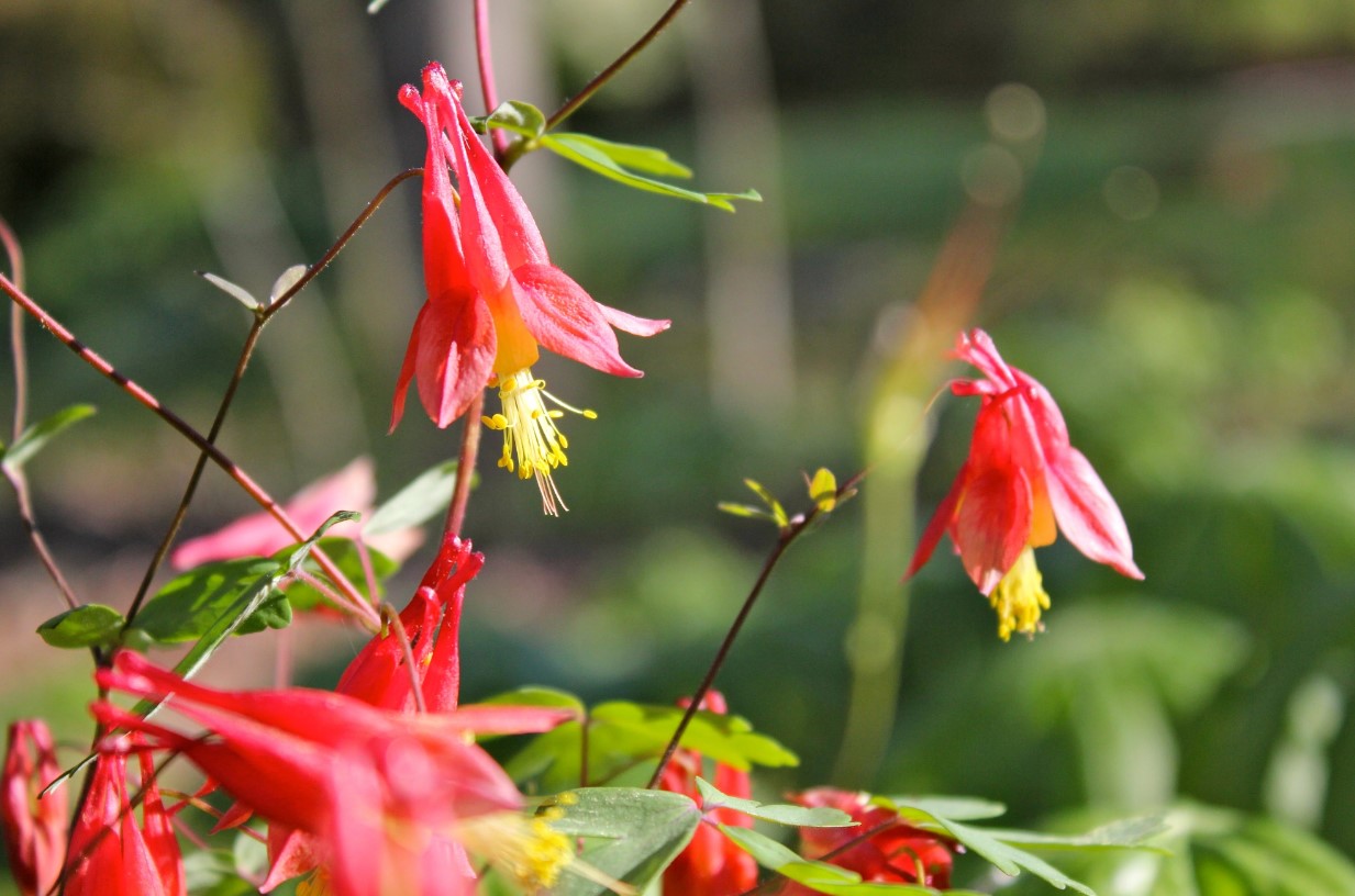 Eastern Red Columbines are native summer WV plants